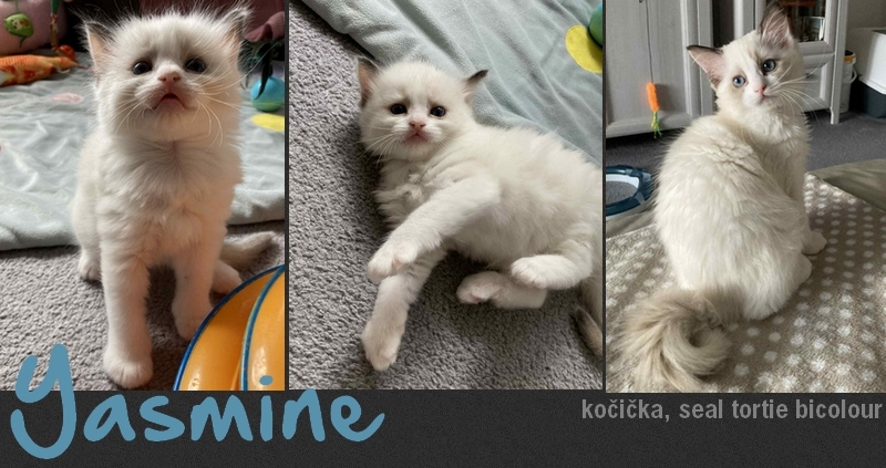 yasmine.jpg, 284kB