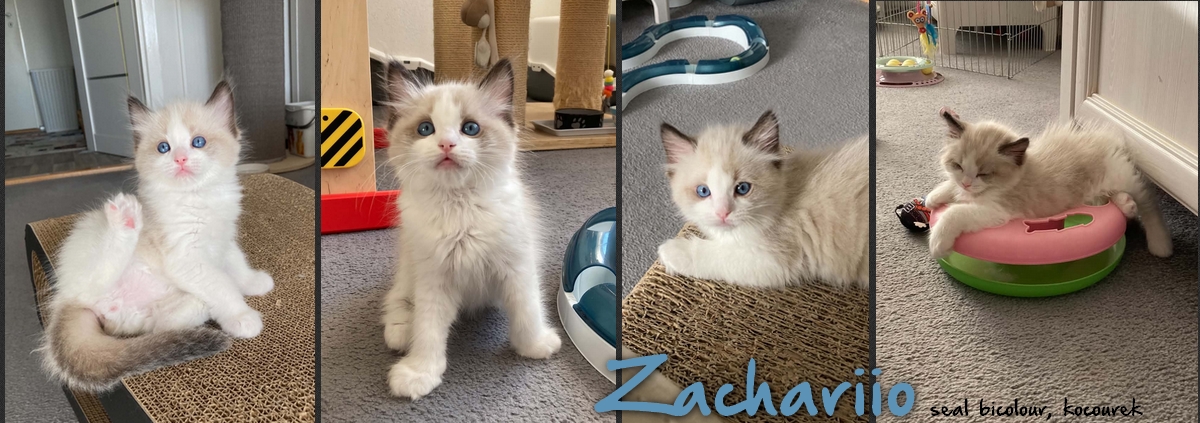 zachariio.jpg, 428kB